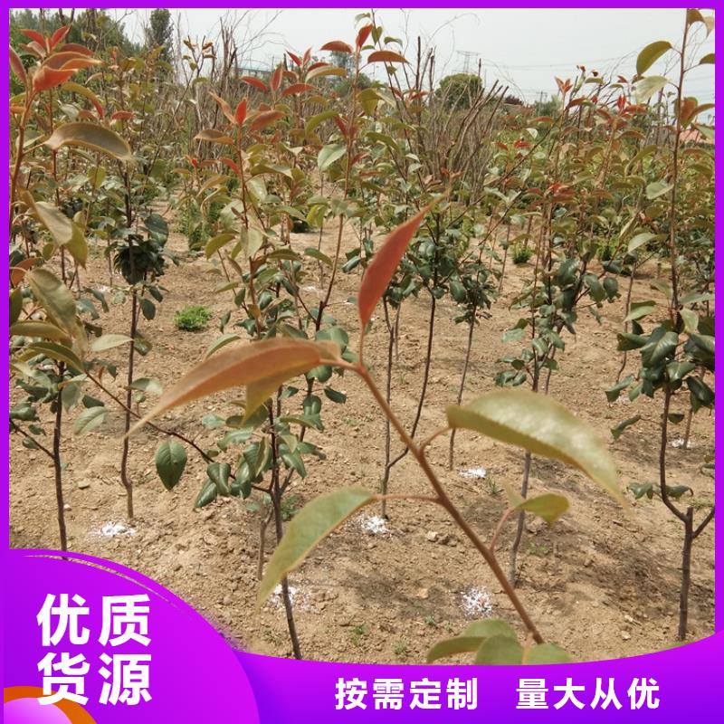 红梨苗适合种植地区