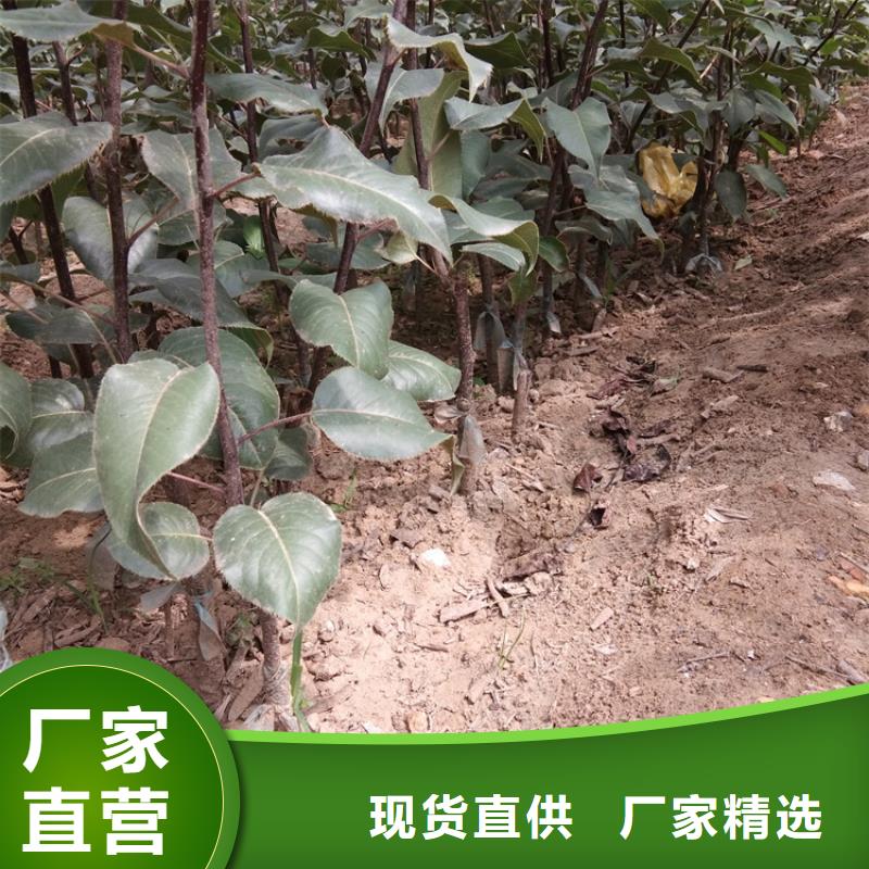 |白银|天水|庆阳|陇南|武威|临夏轩园梨树【北美冬青】款式新颖