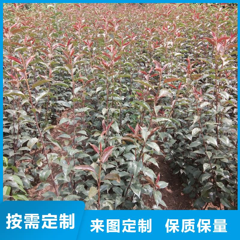 梨树【北美冬青】款式新颖