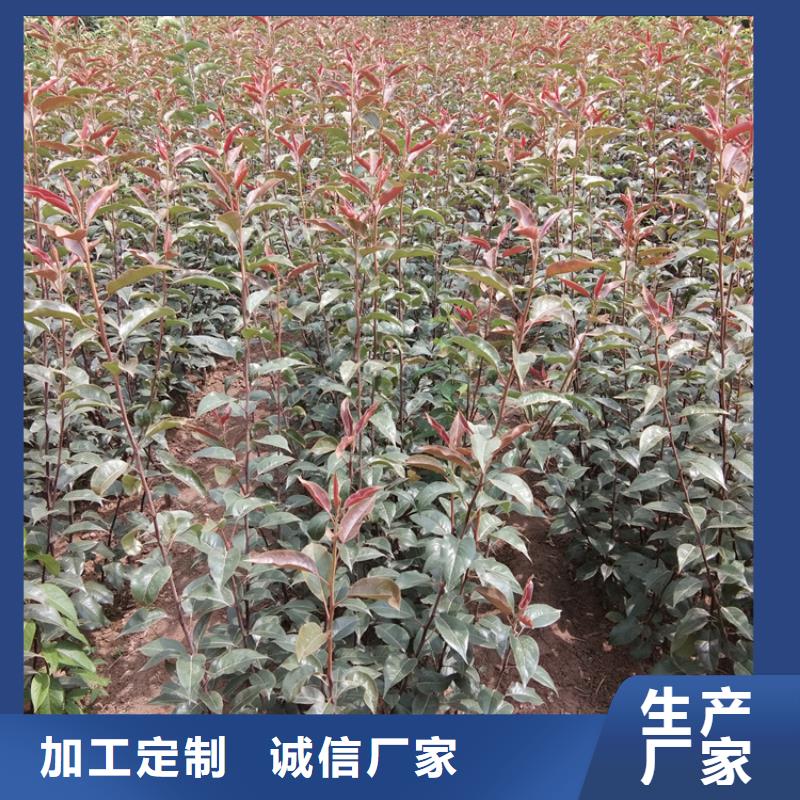 秋月梨樹(shù)苗適合種植地區(qū)
