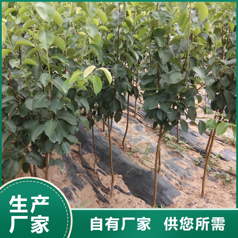 【梨树】蓝莓苗厂家工艺先进