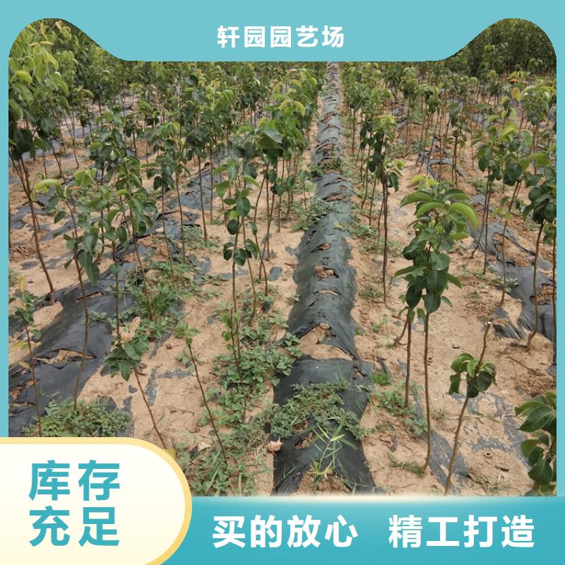 【梨樹(shù)櫻桃苗設(shè)備齊全支持定制】