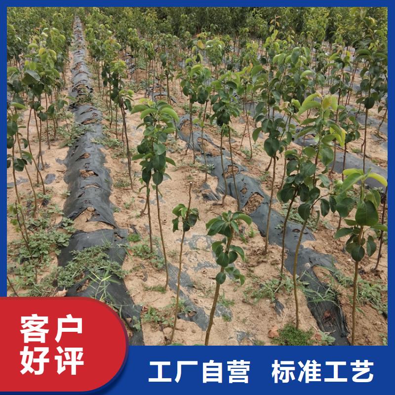 彩虹梨树苗大棚种植