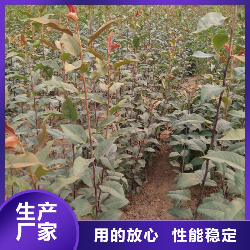梨树苹果苗采购