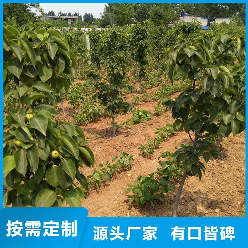 【梨树】_杏树苗专业生产制造厂轩园梨树苗