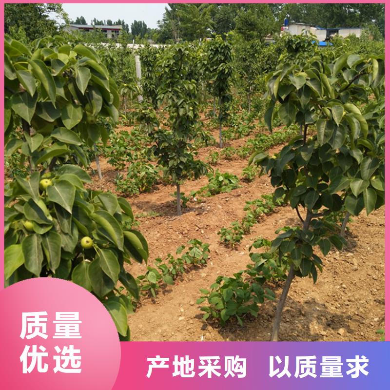制造生产销售【梨树】_杏树苗专业生产制造厂-企业旺旺