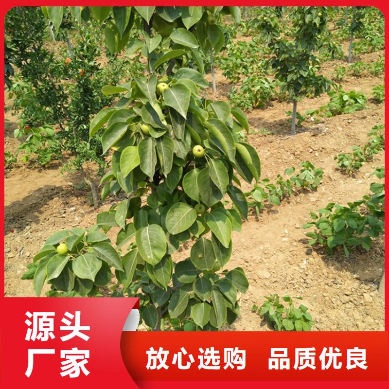 梨树苗视频-梨树苗|贺州市|昭平|钟山|贵港|来宾|北海|河池|百色|南宁