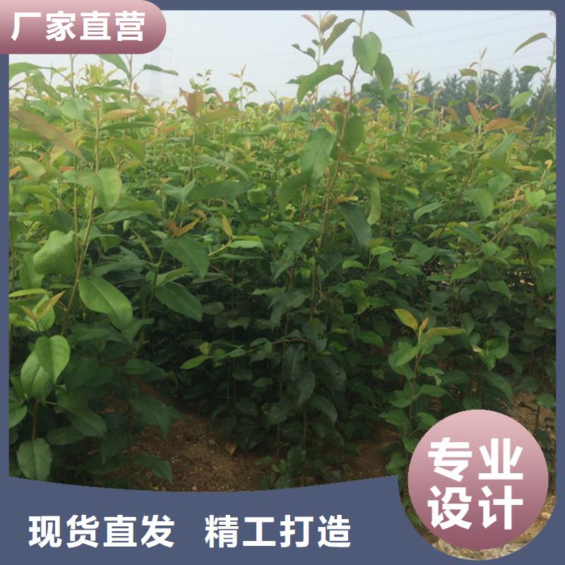 梨树-桃树苗优选好材铸造好品质