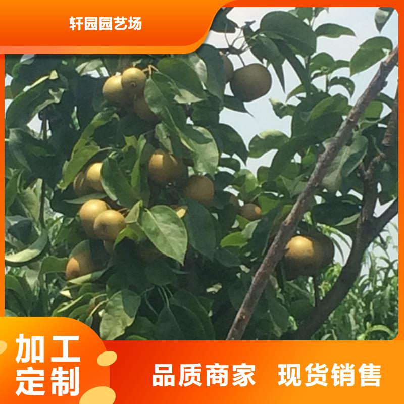 梨树【北美冬青】款式新颖