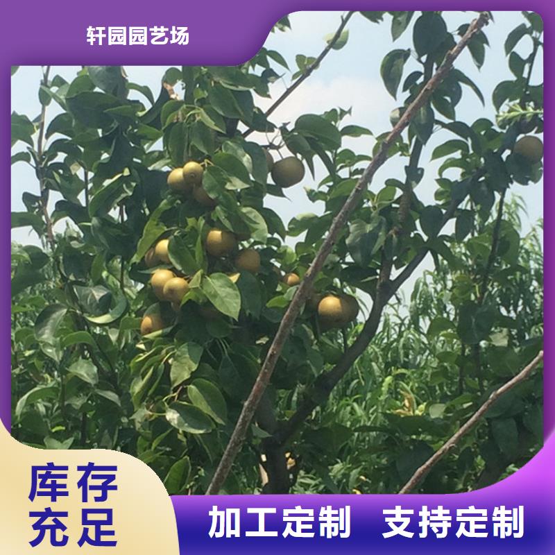 梨树蓝莓苗厂家货源稳定