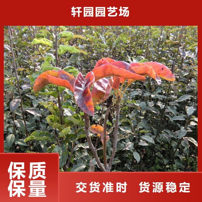 |白银|天水|庆阳|陇南|武威|临夏轩园梨树【北美冬青】款式新颖