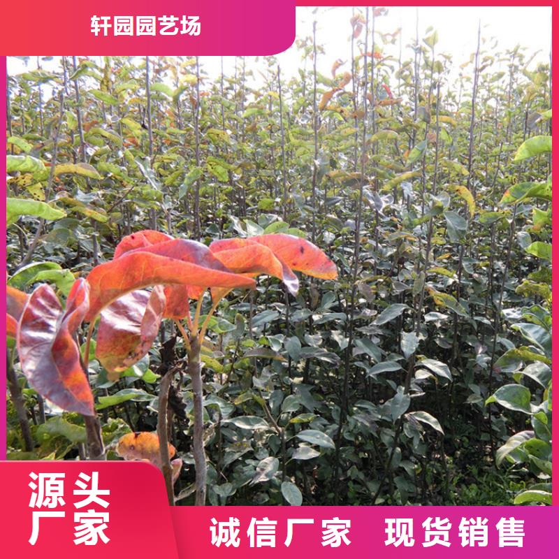 红梨苗适合种植地区