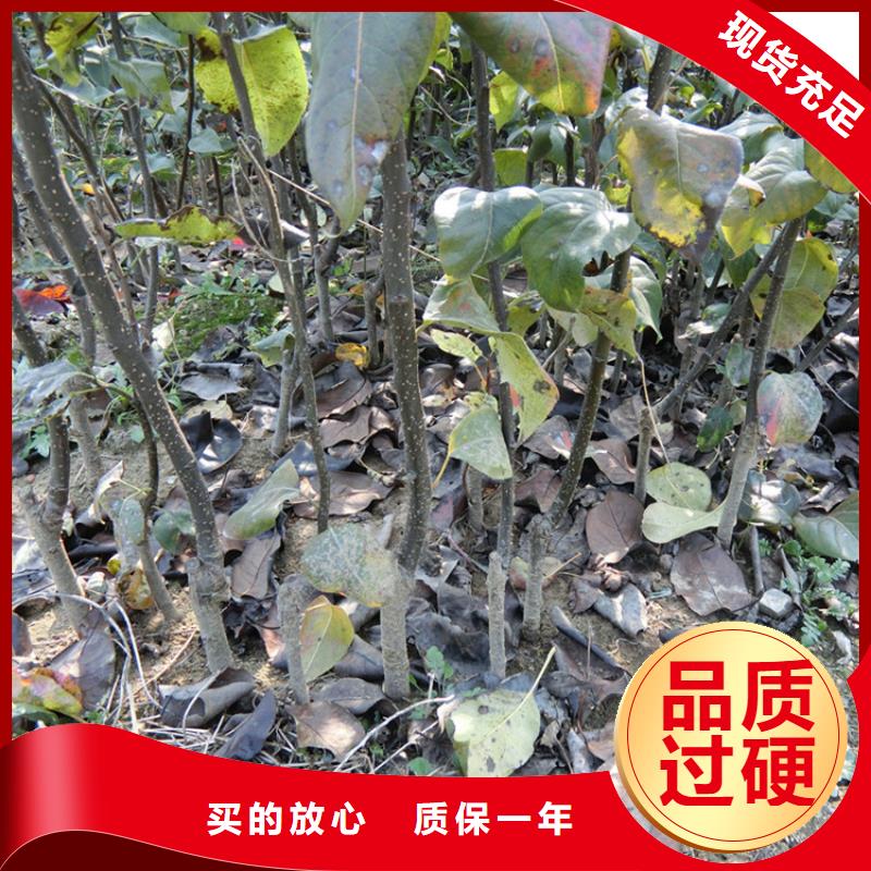 彩虹梨樹苗根系發達