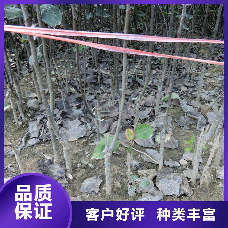 梨樹3公分軟籽石榴苗品質之選