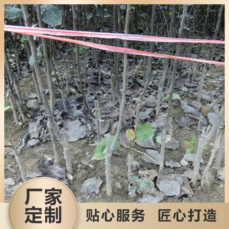 【梨树】_杏树苗专业生产制造厂轩园梨树苗