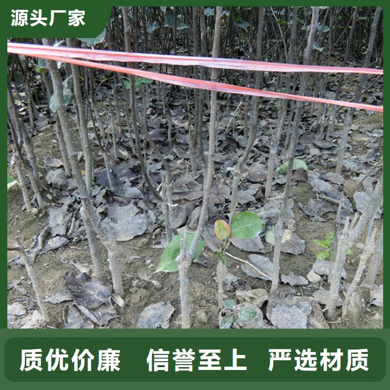 梨树苗公司【梨树】_杏树苗专业生产制造厂
