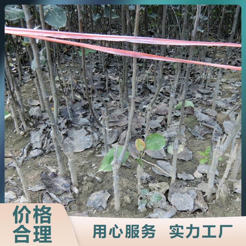 制造生产销售【梨树】_杏树苗专业生产制造厂-企业旺旺