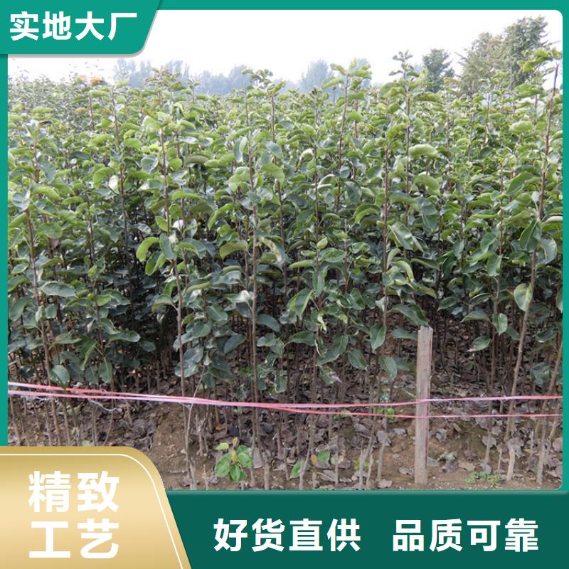 梨树【北美冬青】款式新颖