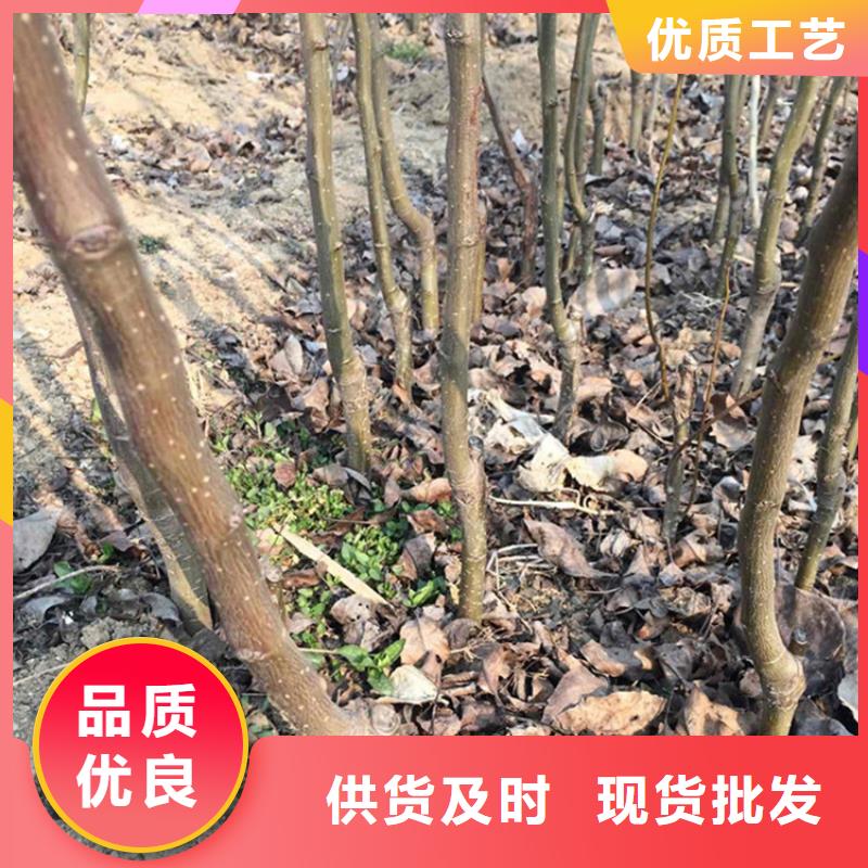 梨树蓝莓苗厂家货源稳定