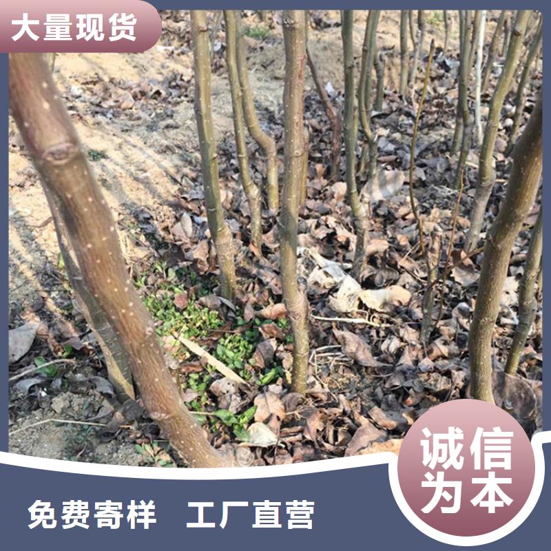梨树-桃树苗优选好材铸造好品质