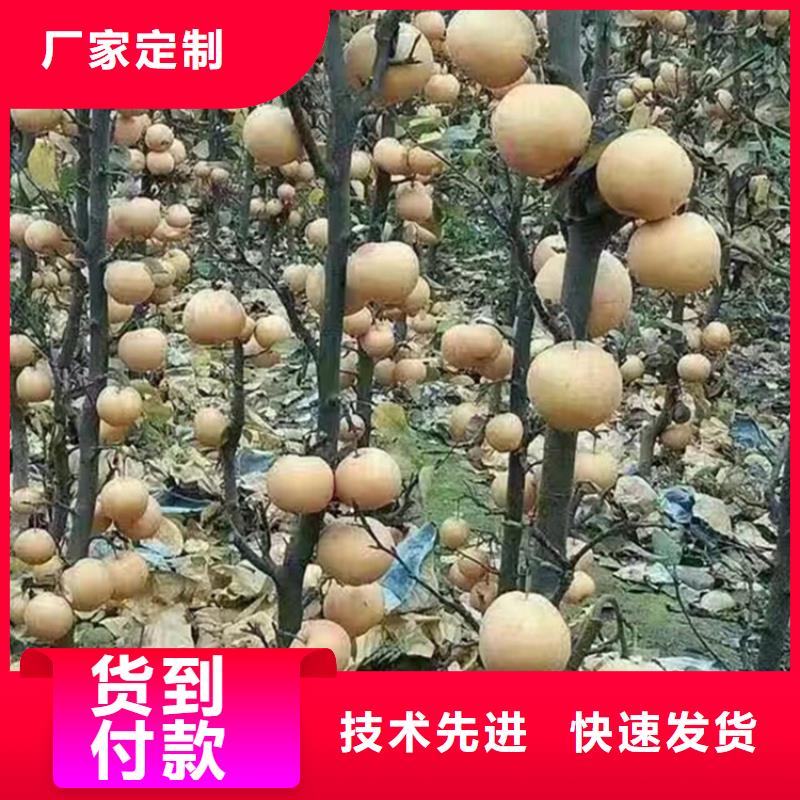 梨树-樱桃苗好品质选我们