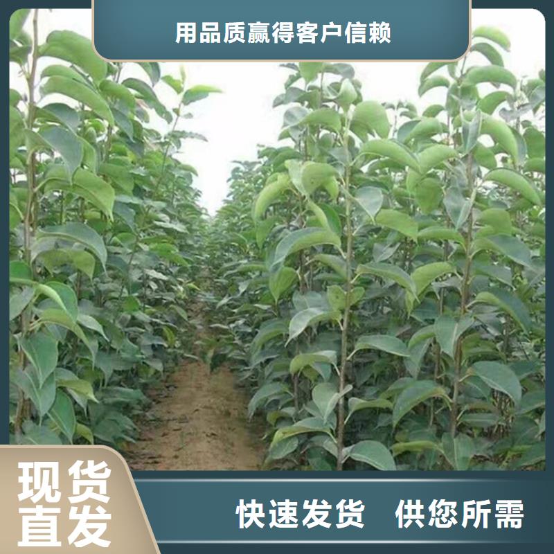 梨樹-櫻桃苗好品質(zhì)選我們