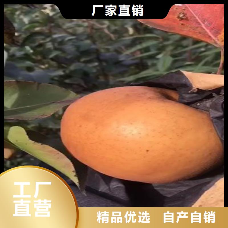 梨树苹果苗服务至上