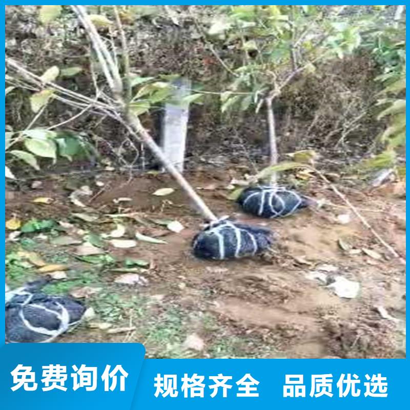 梨树-樱桃苗好品质选我们