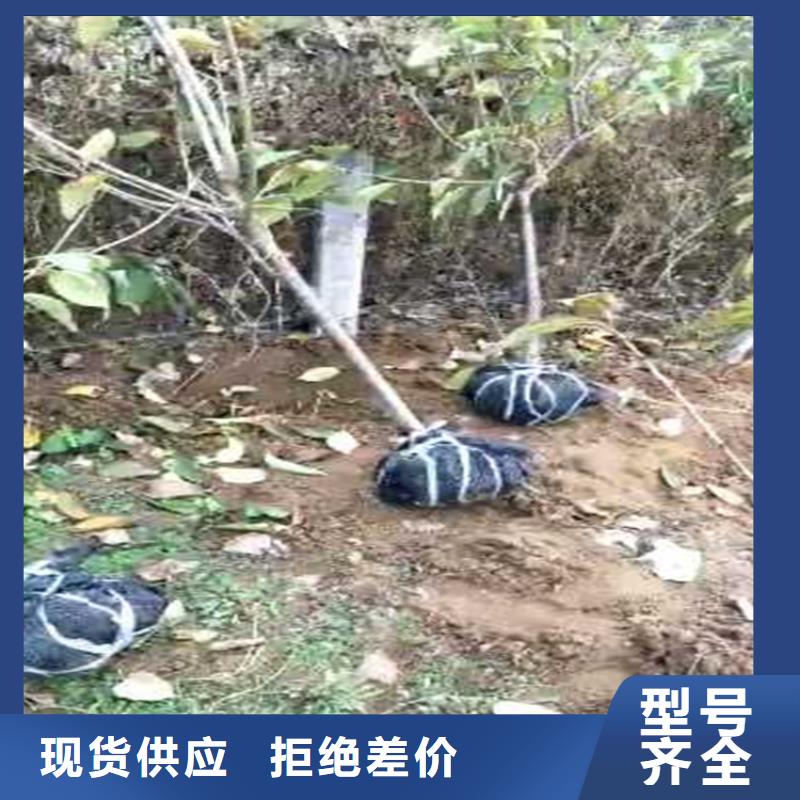 梨树苹果苗服务至上