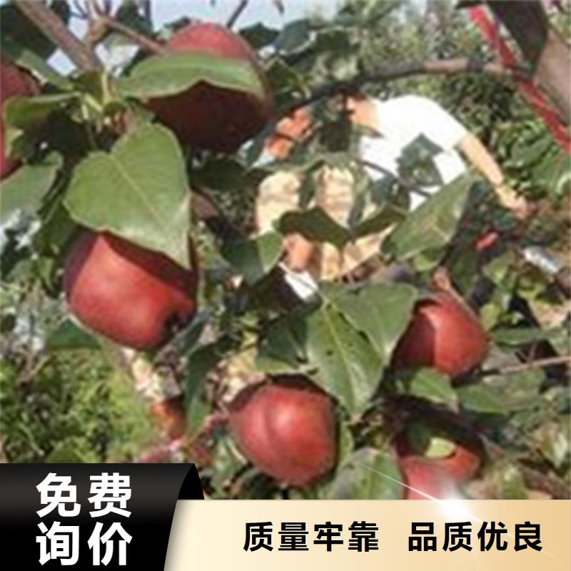【梨树】_杏树苗专业生产制造厂轩园梨树苗