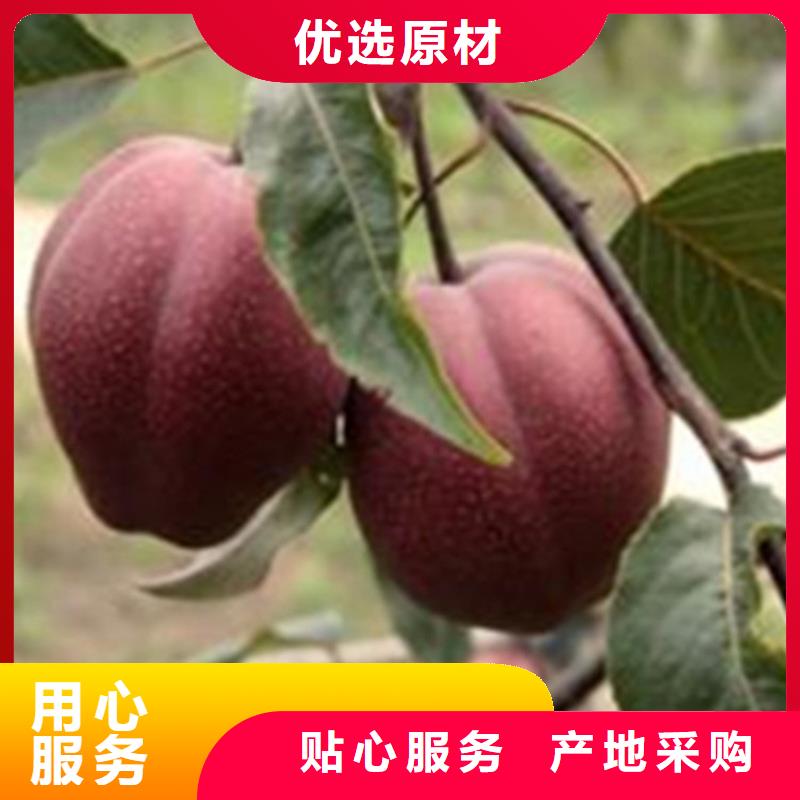 《北京》买轩园梨树,桃树苗细节决定品质