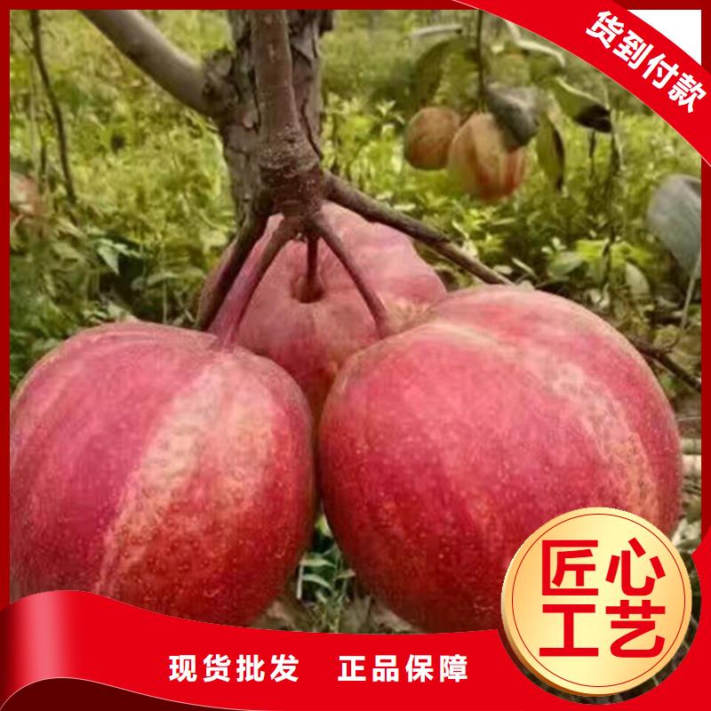 《北京》买轩园梨树,桃树苗细节决定品质