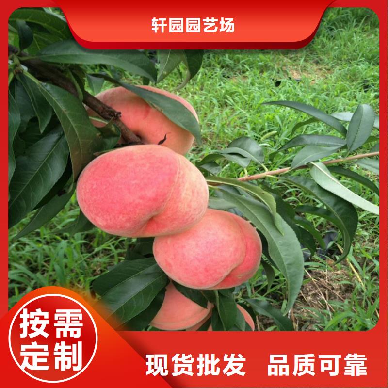 【桃】_梨树苗支持定制加工-服务范围包括浠水|黄梅|孝感|荆门|恩施|咸宁|十堰|襄阳等