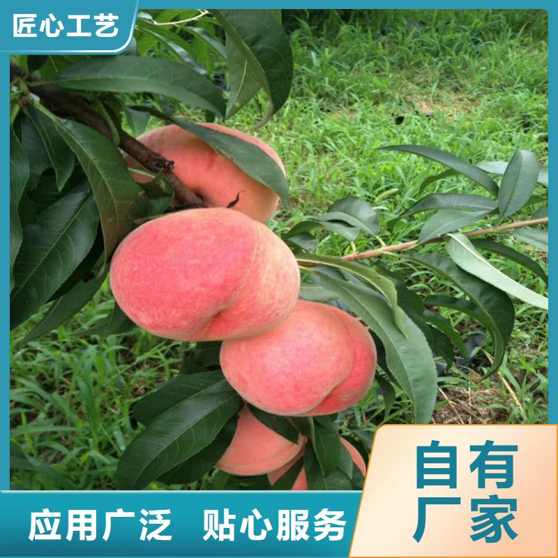 【海量现货 桃-桃树苗老客户钟爱】-qy55.com