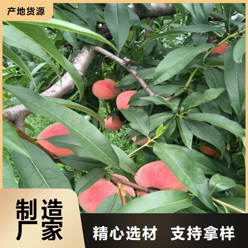 【 桃-桃树苗老客户钟爱】-轩园园艺场(伊犁市分公司)-企业旺旺