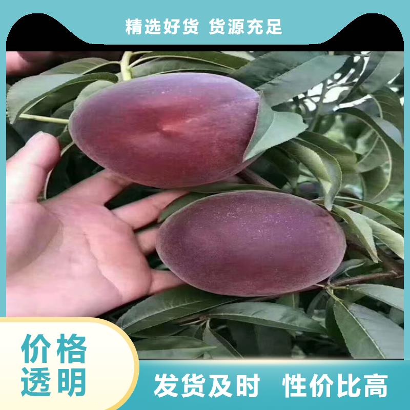 【 桃-桃树苗老客户钟爱】