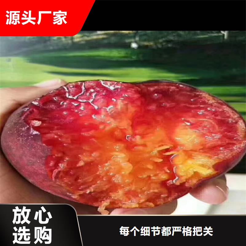 桃梨树苗拥有核心技术优势