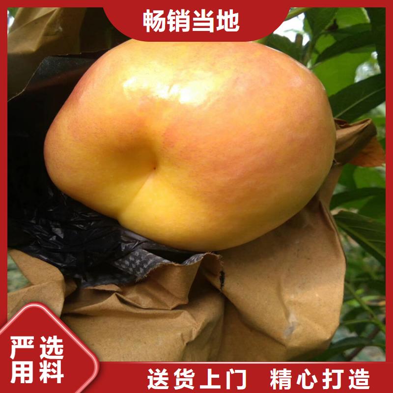 桃,【葡萄苗】大庫存無缺貨危機(jī)
