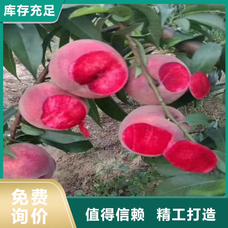 桃櫻桃苗原廠制造