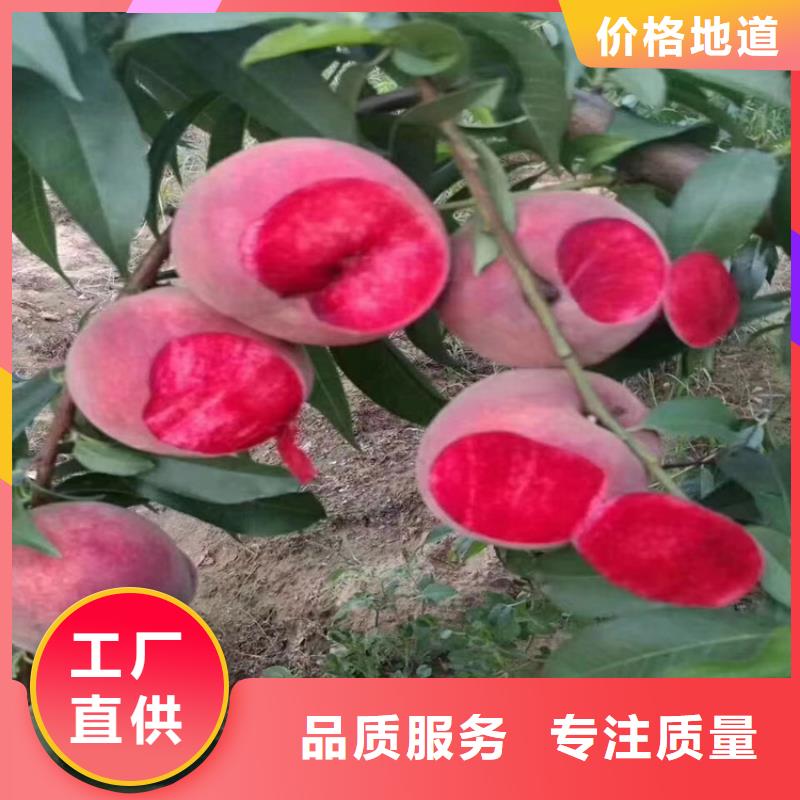 桃李树苗工厂采购