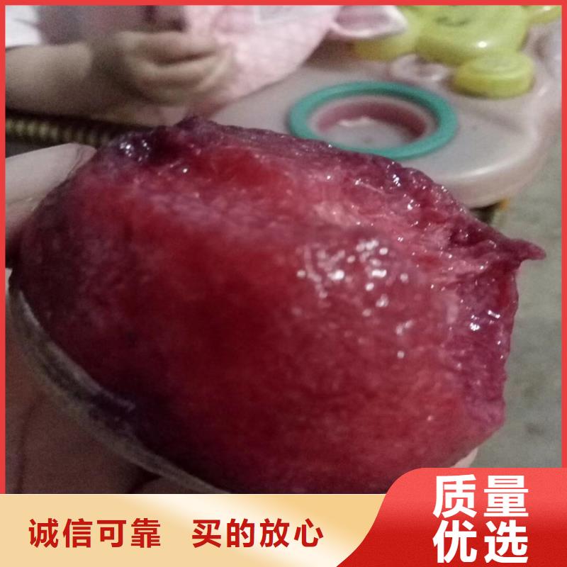 桃櫻桃苗原廠制造