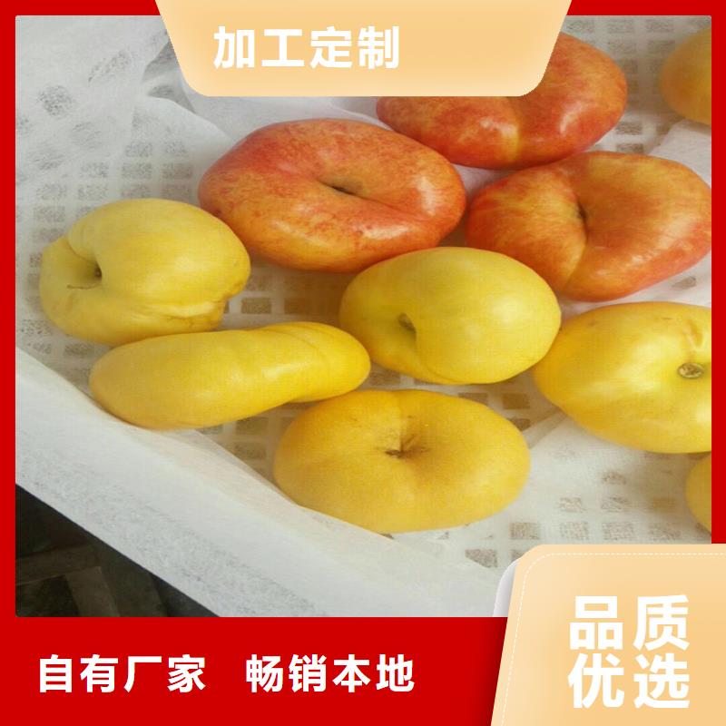 桃北美冬青市场报价