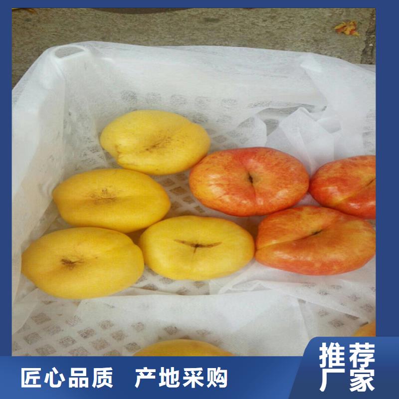桃-樱桃苗定制速度快工期短