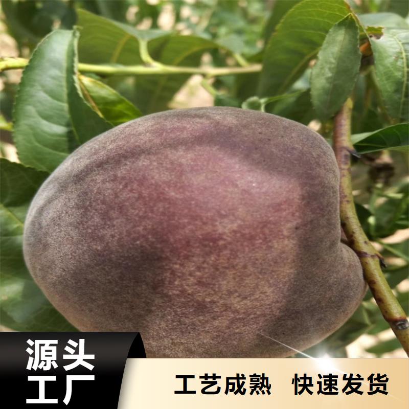 桃李樹苗工廠采購