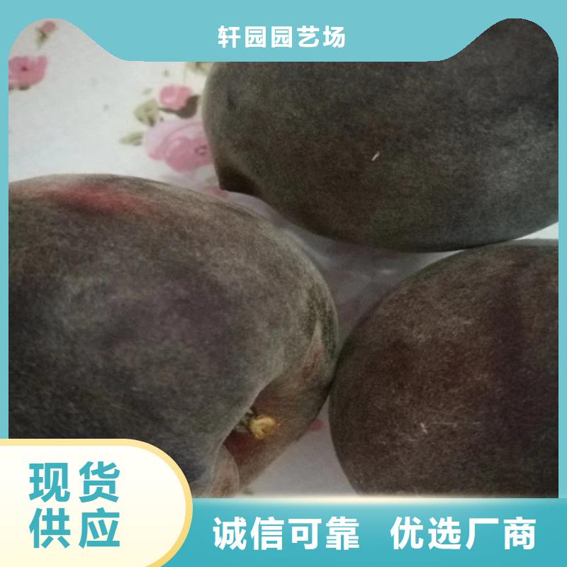 梨树苗-视频-乌鲁木齐|克拉玛依轩园梨树苗_ 轩园园艺场(伊犁市分公司)