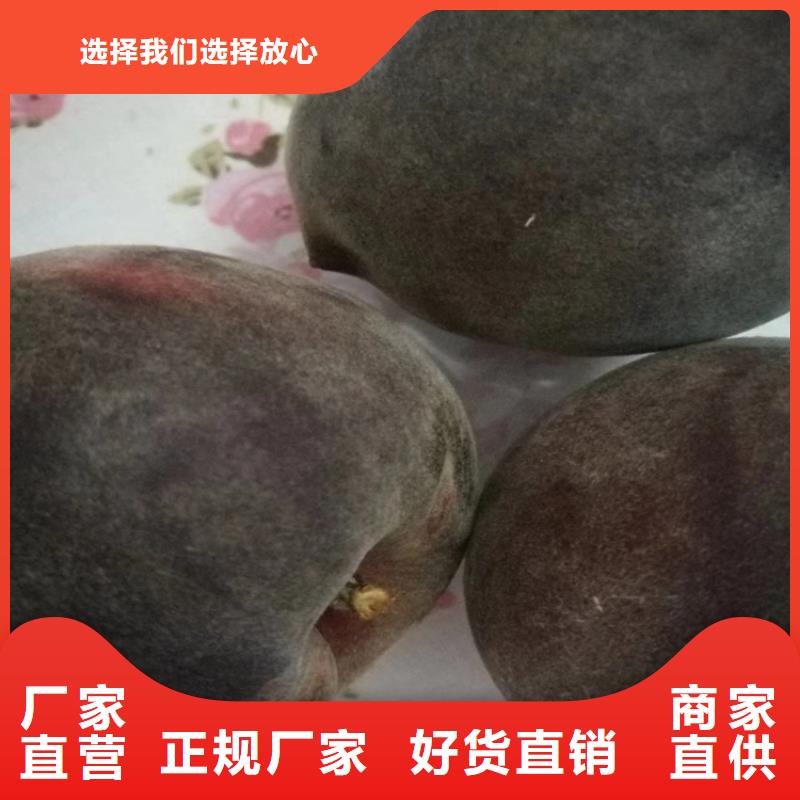 【桃】_梨树苗支持定制加工-轩园园艺场(黄冈市分公司)-企业旺旺