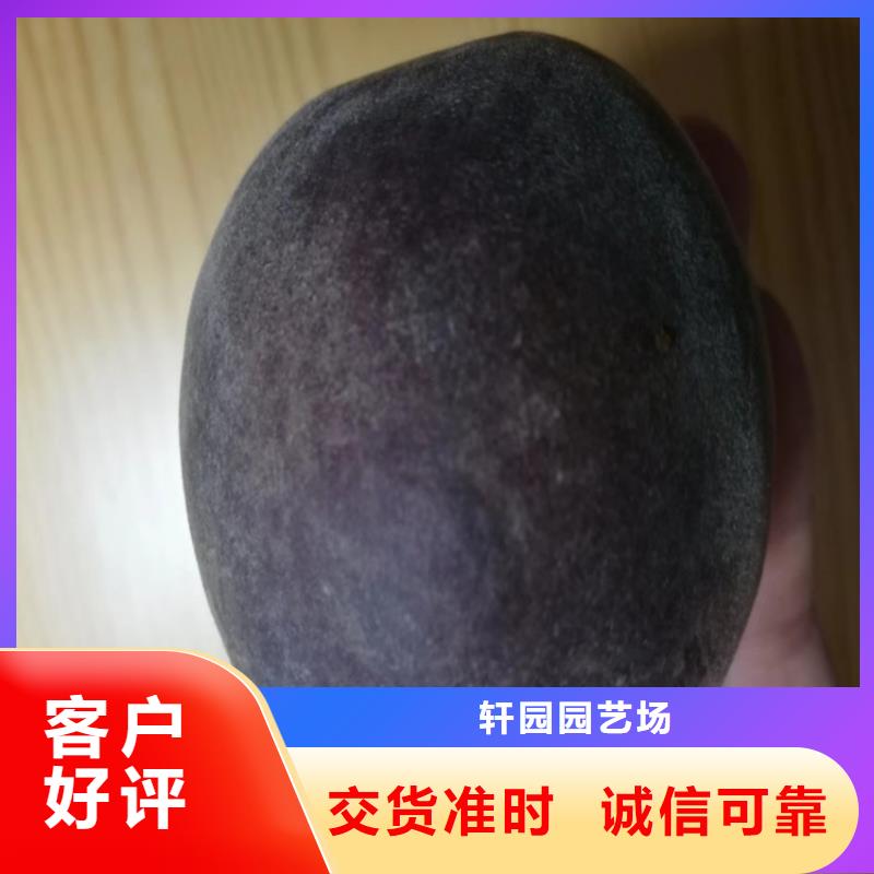 【桃】_梨树苗支持定制加工-服务范围包括浠水|黄梅|孝感|荆门|恩施|咸宁|十堰|襄阳等