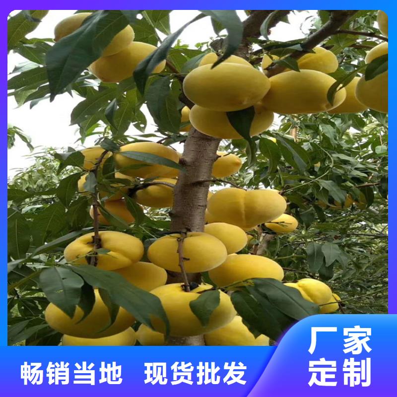 桃-樱桃苗贴心服务