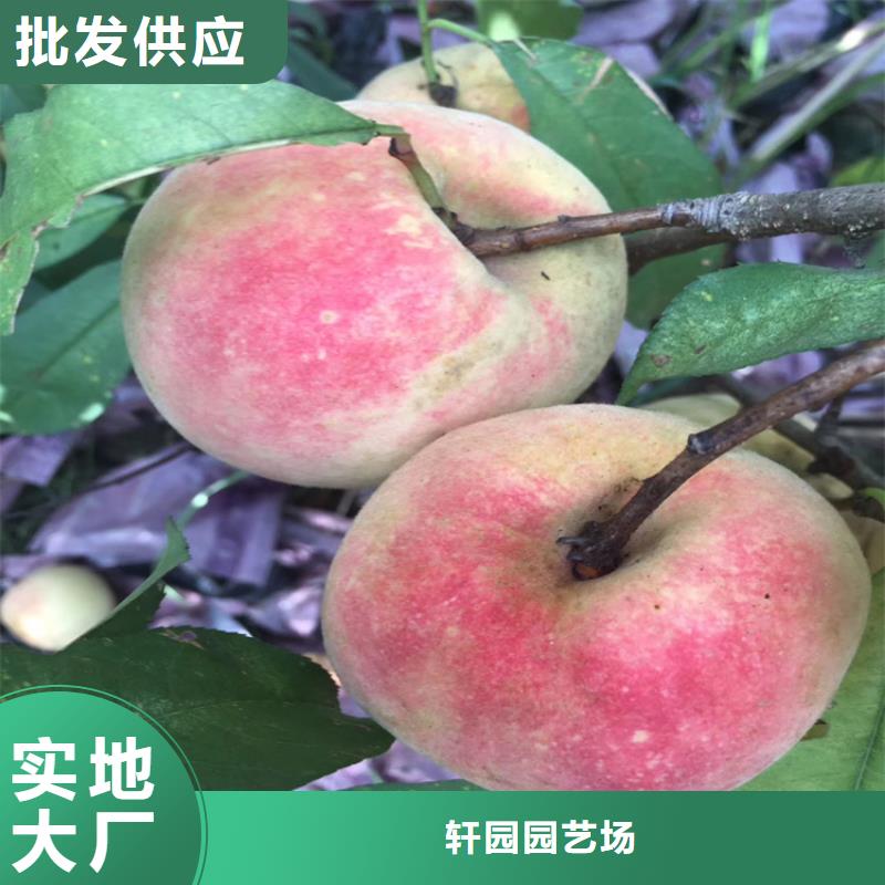 【 桃-无花果苗工艺层层把关】轩园梨树苗