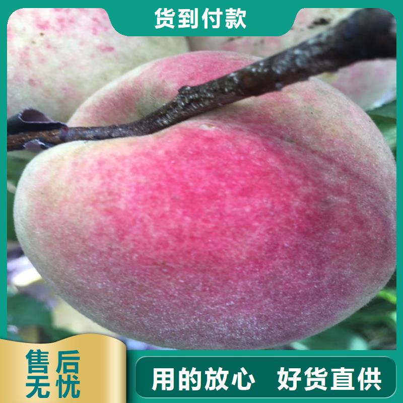 桃苹果苗厂家品控严格